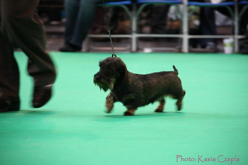 Crufts2011_2 1001.jpg